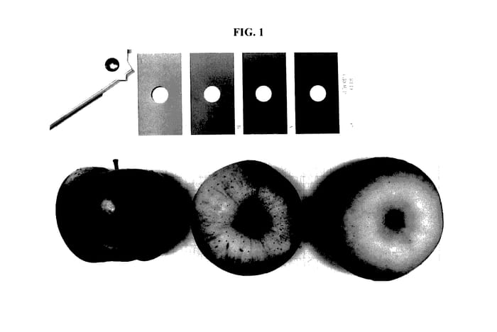Figure 1 of US plant patent PP28076, the photograph of MAKALI printed in the patent.