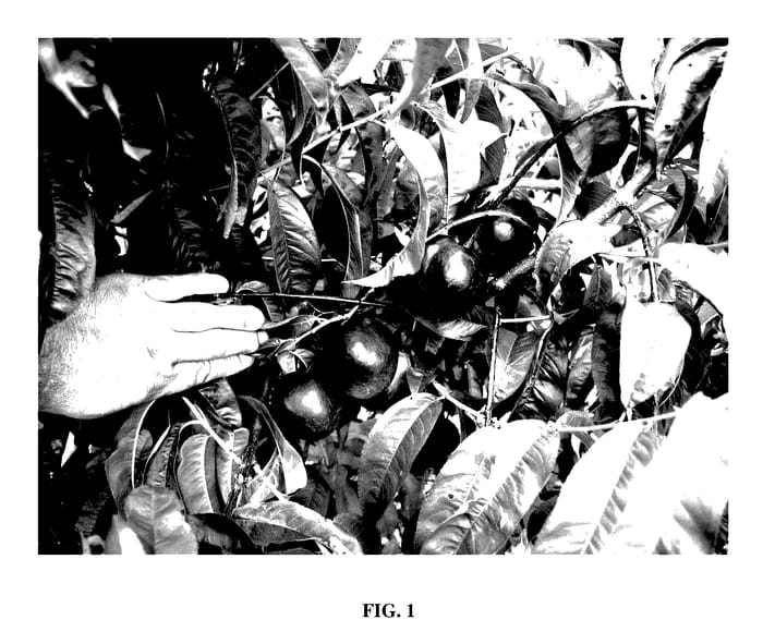 Figure 1 of US plant patent PP28077, the photograph of Smooth Delight One printed in the patent.