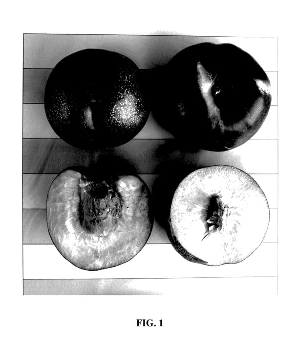 Figure 1 of US plant patent PP28078, the photograph of Smooth Texan Three printed in the patent.