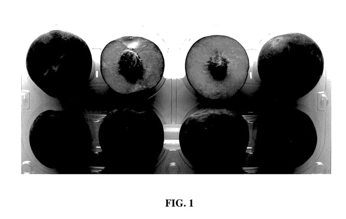 Figure 1 of US plant patent PP28079, the photograph of ROYAL ZEST FOUR printed in the patent.
