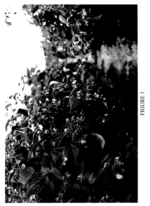 Figure 1 of US plant patent PP28080, the photograph of Pacific Gema printed in the patent.