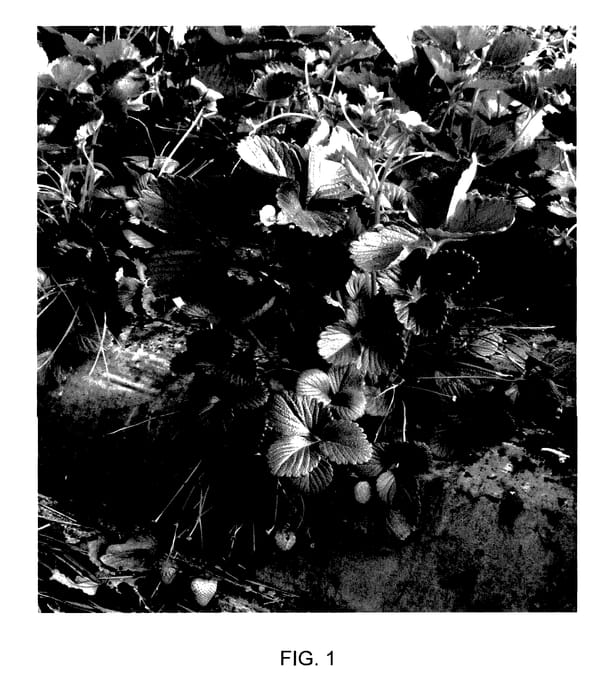 Figure 1 of US plant patent PP28081, the photograph of Melissa printed in the patent.