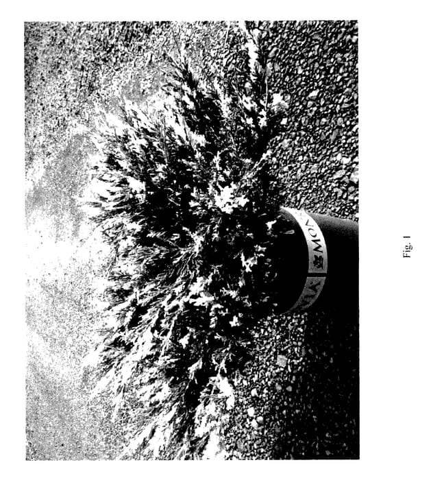 Figure 1 of US plant patent PP28082, the photograph of MonGeo printed in the patent.