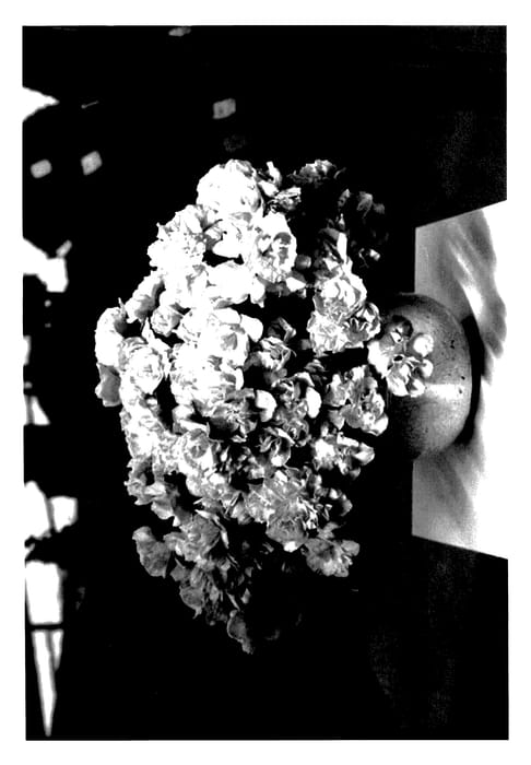 Figure 1 of US plant patent PP28083, the photograph of HORT14 printed in the patent.