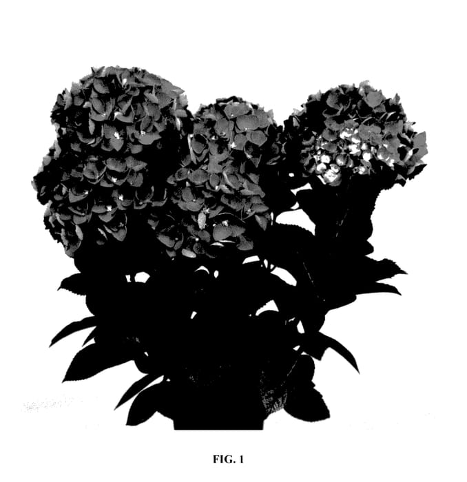 Figure 1 of US plant patent PP28084, the photograph of HORTMADACE printed in the patent.
