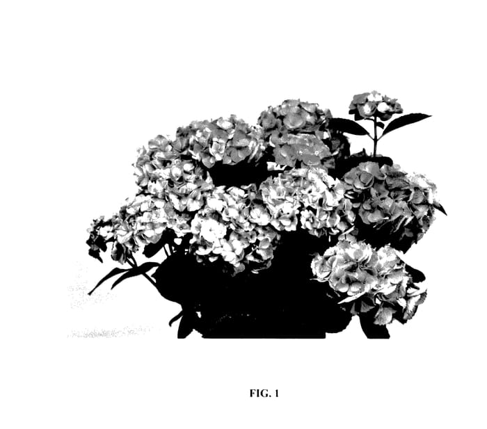 Figure 1 of US plant patent PP28085, the photograph of HORTMANI printed in the patent.