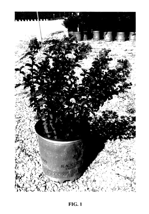 Figure 1 of US plant patent PP28086, the photograph of 18LI printed in the patent.
