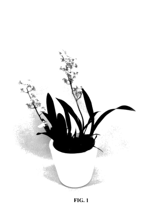 Figure 1 of US plant patent PP28087, the photograph of ONCDBALCOJ printed in the patent.