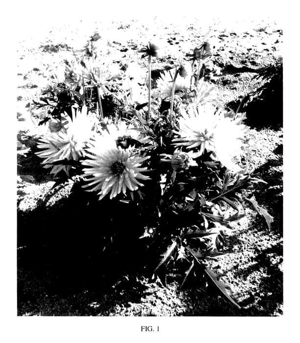 Figure 1 of US plant patent PP28088, the photograph of Peach Flamingo printed in the patent.