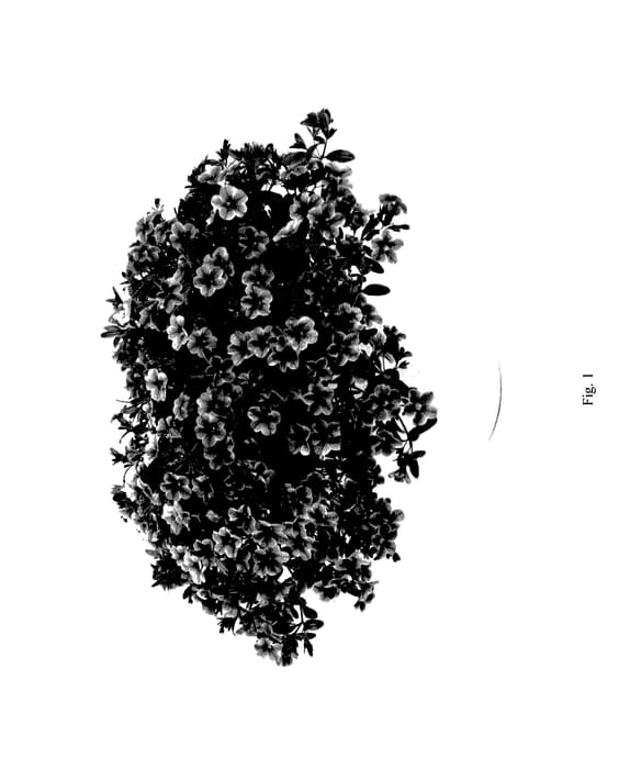 Figure 1 of US plant patent PP28089, the photograph of DANOGLINT printed in the patent.