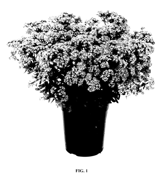 Figure 1 of US plant patent PP28090, the photograph of Jade Tuffet printed in the patent.