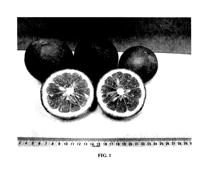 Figure 1 of US plant patent PP28091, the photograph of UFR-17 printed in the patent.