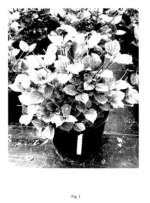 Figure 1 of US plant patent PP28092, the photograph of SMVDE printed in the patent.