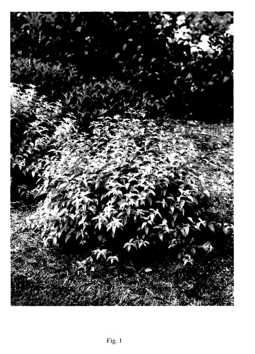 Figure 1 of US plant patent PP28093, the photograph of SMNCVH printed in the patent.