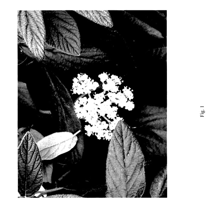 Figure 1 of US plant patent PP28094, the photograph of NCVR1 printed in the patent.