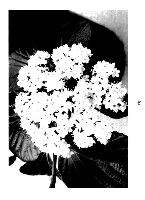 Figure 1 of US plant patent PP28095, the photograph of NCVX1 printed in the patent.