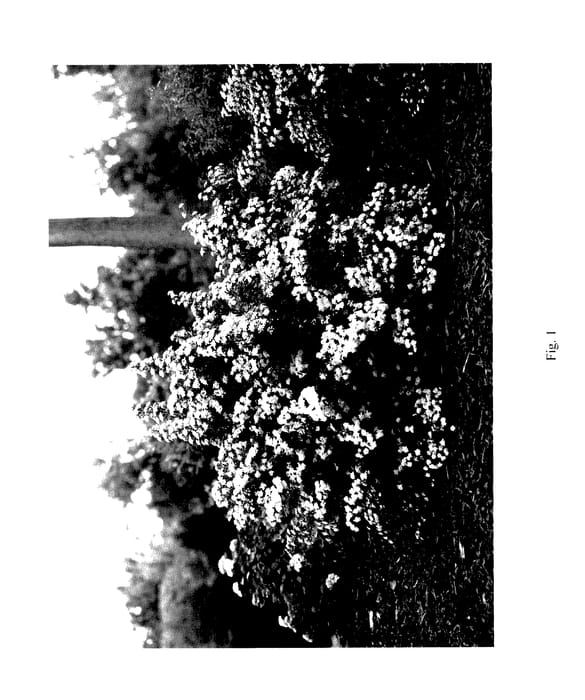 Figure 1 of US plant patent PP28096, the photograph of SMNSNFD printed in the patent.