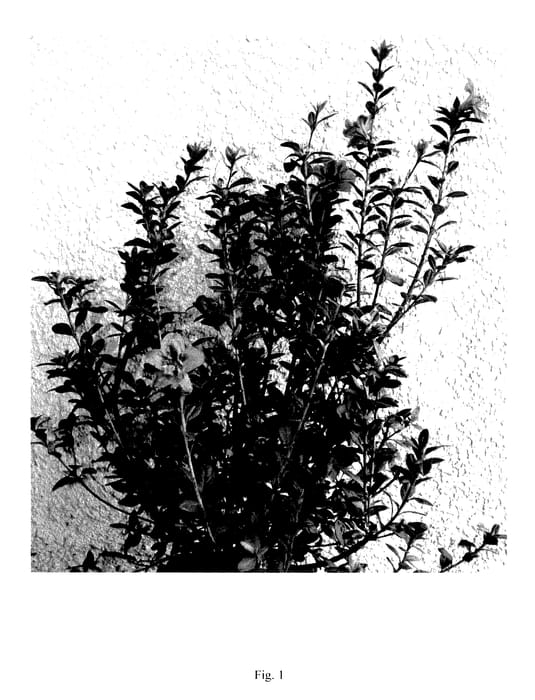 Figure 1 of US plant patent PP28097, the photograph of BAILEA printed in the patent.