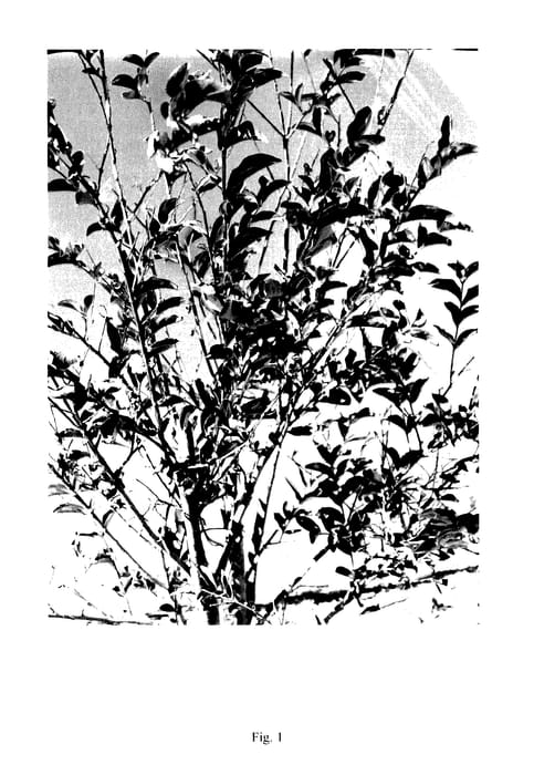 Figure 1 of US plant patent PP28098, the photograph of DELEE printed in the patent.
