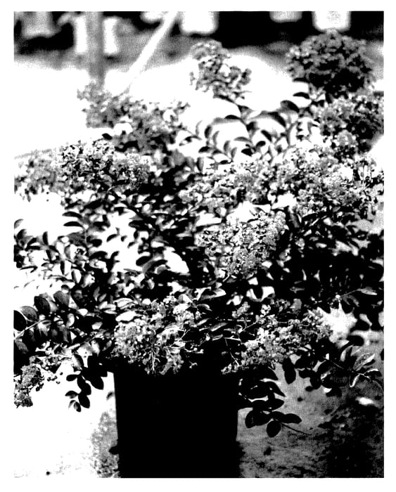 Figure 1 of US plant patent PP28099, the photograph of SMLIPURPLE101 printed in the patent.