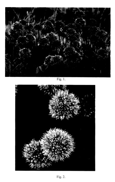 Figure 1 of US plant patent PP28100, the photograph of Windy City printed in the patent.