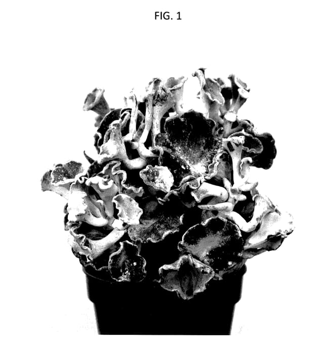 Figure 1 of US plant patent PP28101, the photograph of HOCO01 printed in the patent.