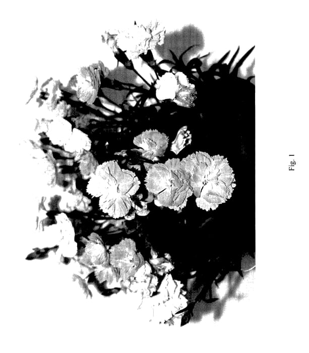 Figure 1 of US plant patent PP28102, the photograph of DDTHP02-0 printed in the patent.