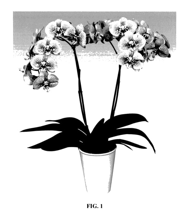 Figure 1 of US plant patent PP28103, the photograph of PHALFOYX printed in the patent.