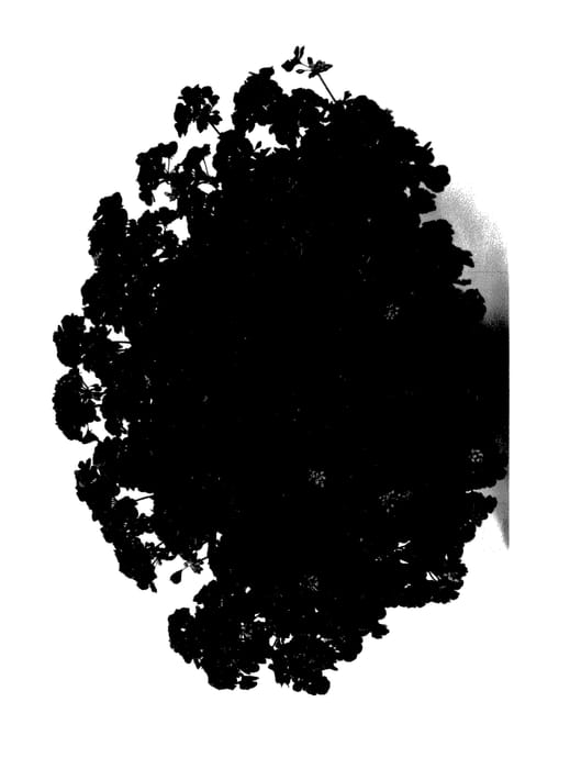 Figure 1 of US plant patent PP28104, the photograph of Pactioscar printed in the patent.