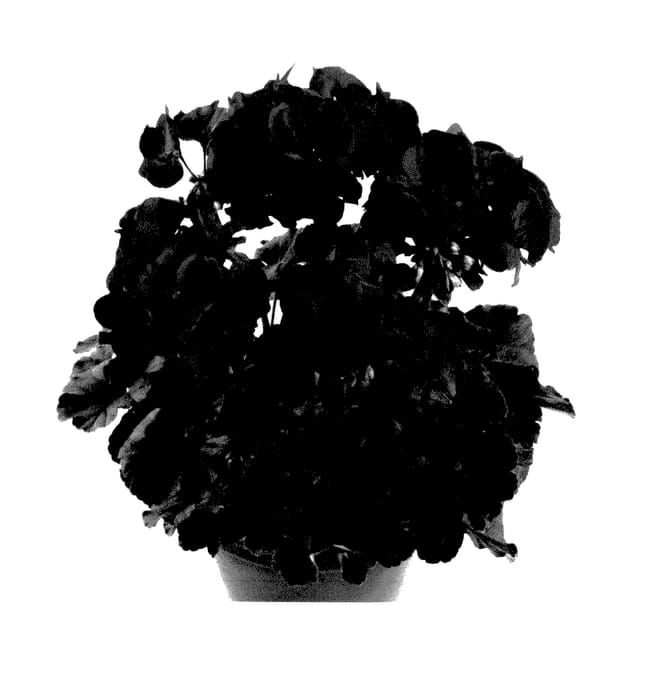 Figure 1 of US plant patent PP28105, the photograph of Pacjul printed in the patent.