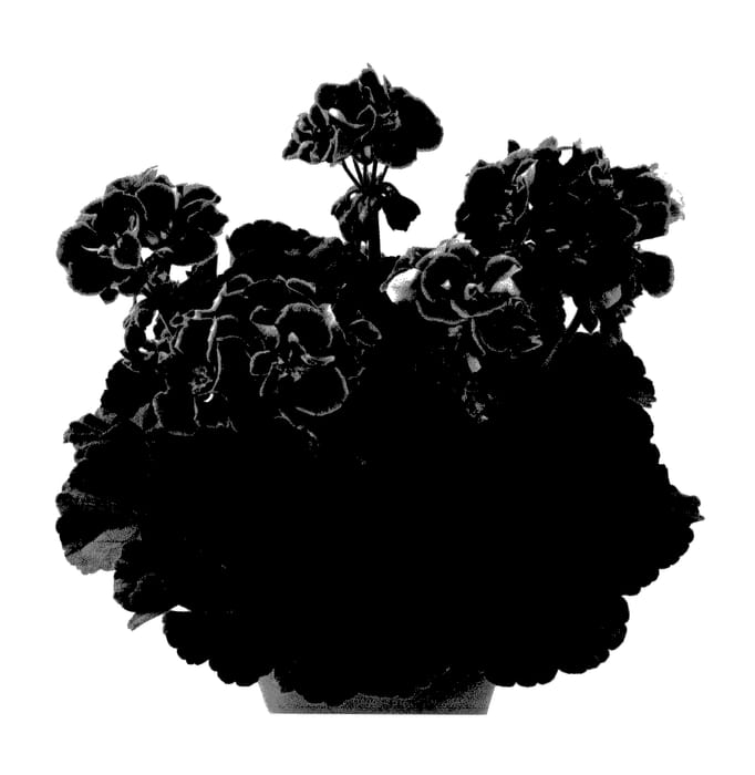 Figure 1 of US plant patent PP28106, the photograph of Pacswibu printed in the patent.