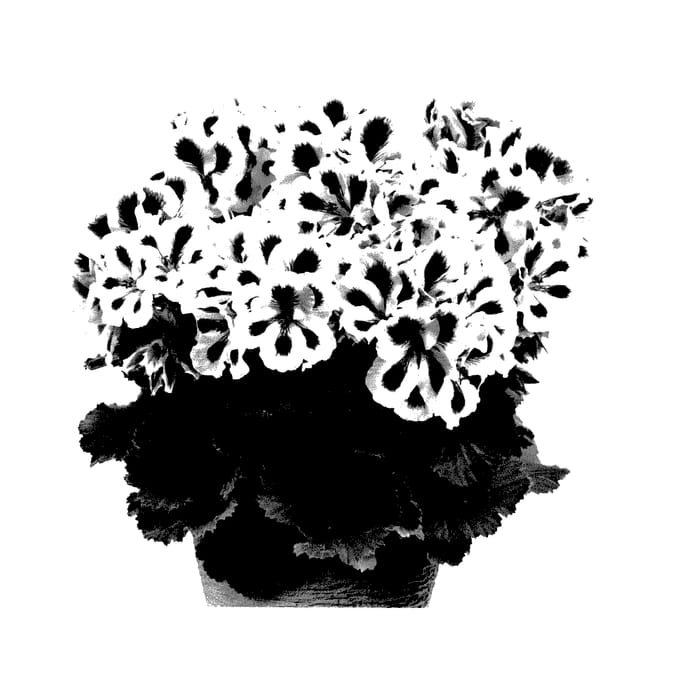 Figure 1 of US plant patent PP28107, the photograph of Regpurstr printed in the patent.