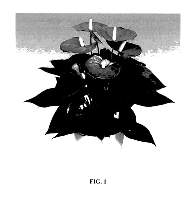 Figure 1 of US plant patent PP28108, the photograph of ANTHDUDKA printed in the patent.
