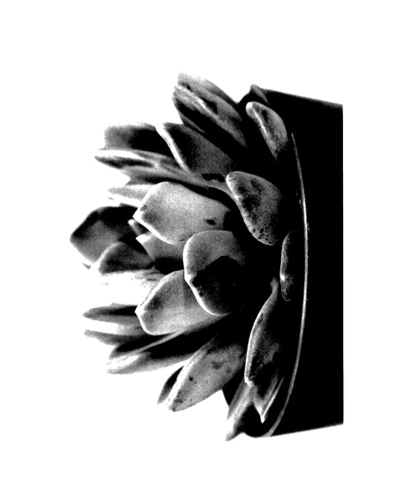 Figure 1 of US plant patent PP28109, the photograph of Draco printed in the patent.