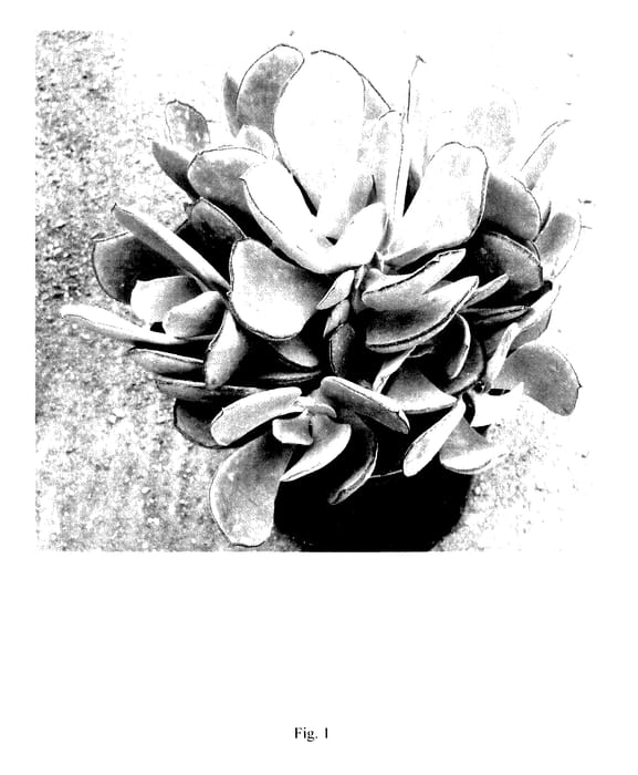 Figure 1 of US plant patent PP28110, the photograph of Mint Truffles printed in the patent.