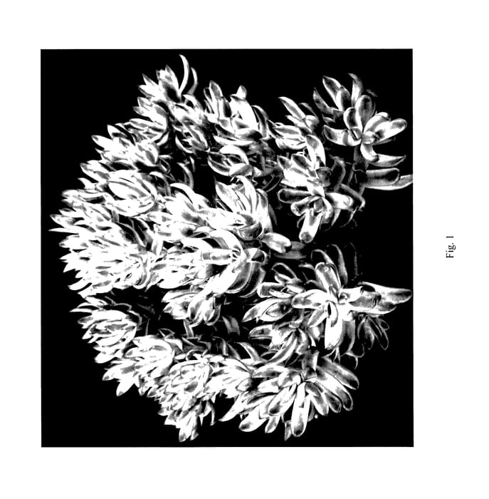 Figure 1 of US plant patent PP28111, the photograph of Candy Cane printed in the patent.