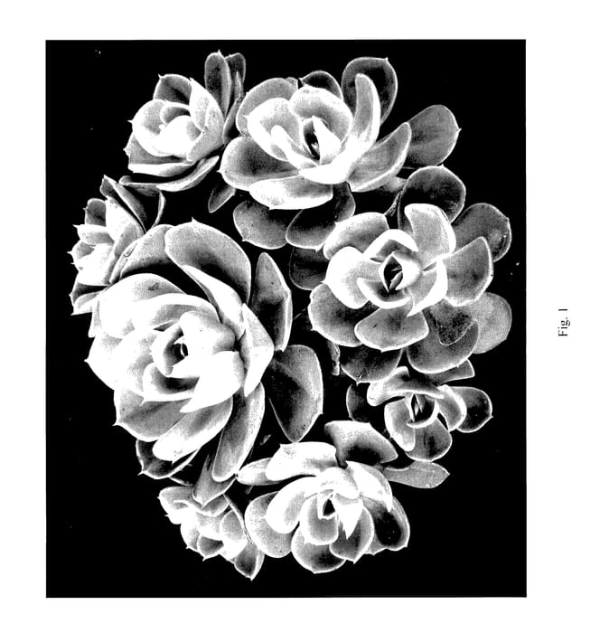 Figure 1 of US plant patent PP28112, the photograph of Galaxia printed in the patent.