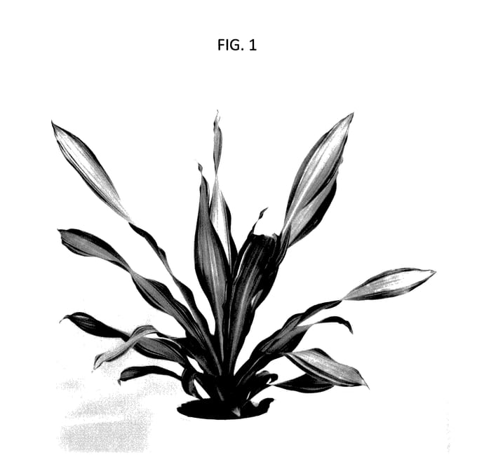 Figure 1 of US plant patent PP28113, the photograph of REIJDRAMAS2 printed in the patent.