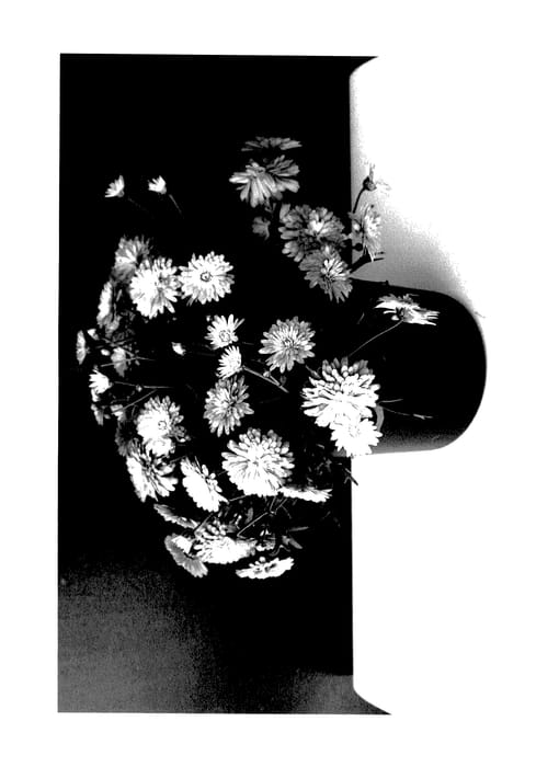 Figure 1 of US plant patent PP28114, the photograph of SUN 390 printed in the patent.
