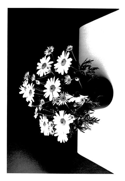 Figure 1 of US plant patent PP28115, the photograph of SUN 420 printed in the patent.
