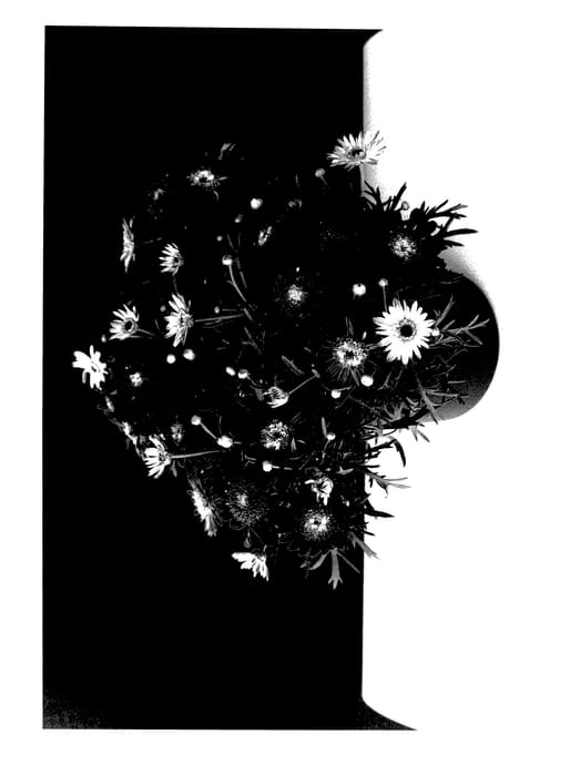 Figure 1 of US plant patent PP28116, the photograph of SUN 490 printed in the patent.
