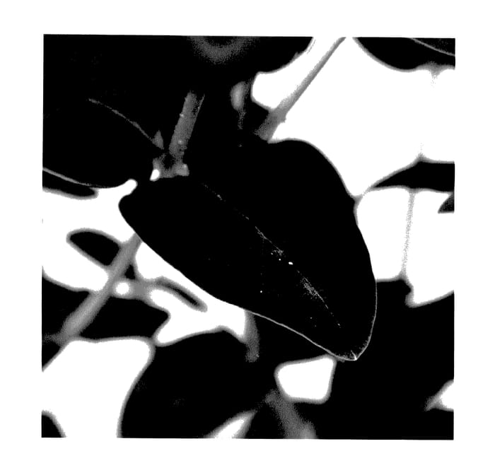 Figure 2 of US plant patent PP28118, the photograph of Allblommos printed in the patent.