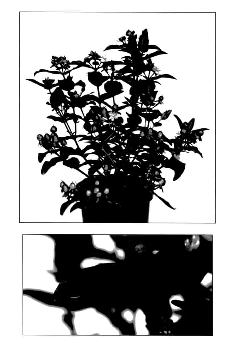 Figure 1 of US plant patent PP28120, the photograph of Allmadne printed in the patent.