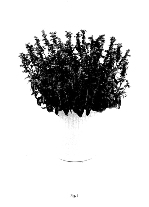 Figure 1 of US plant patent PP28121, the photograph of DSALDPOCN printed in the patent.