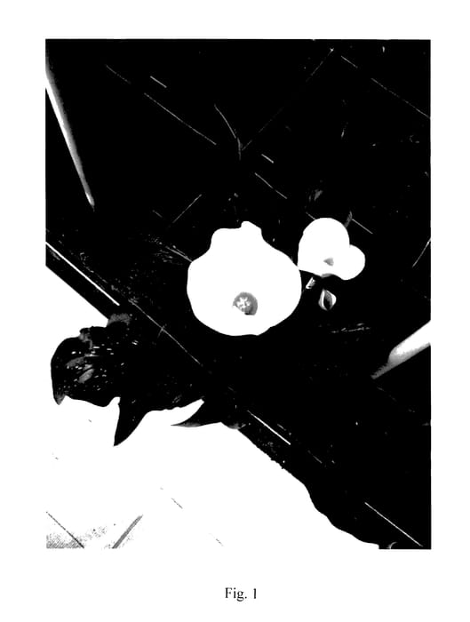 Figure 1 of US plant patent PP28122, the photograph of Snow Storm printed in the patent.