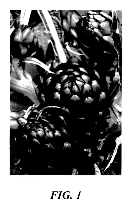Figure 1 of US plant patent PP28124, the photograph of PIETRO #3 printed in the patent.