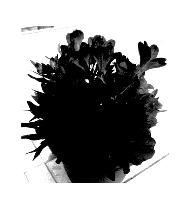 Figure 1 of US plant patent PP28125, the photograph of Tesvalen imp printed in the patent.