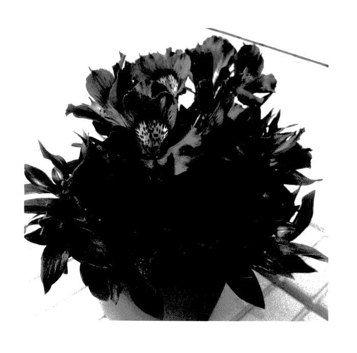 Figure 1 of US plant patent PP28126, the photograph of TESINDIG imp printed in the patent.