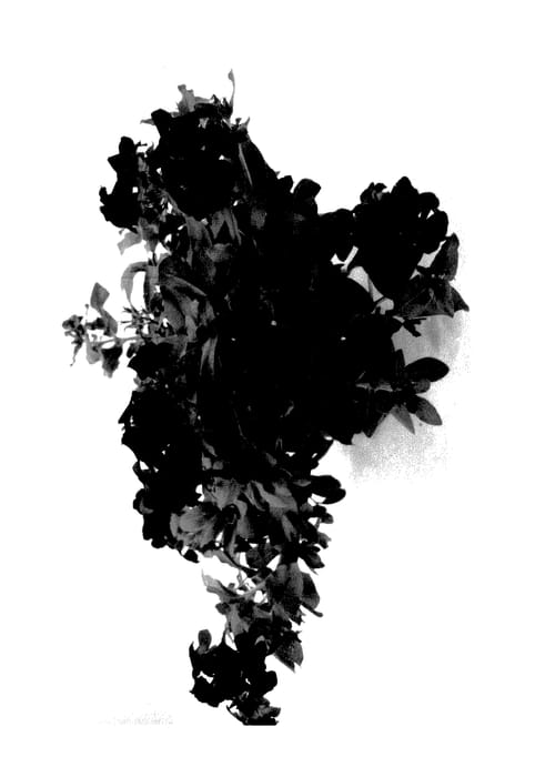 Figure 1 of US plant patent PP28127, the photograph of DPHLOX911 printed in the patent.