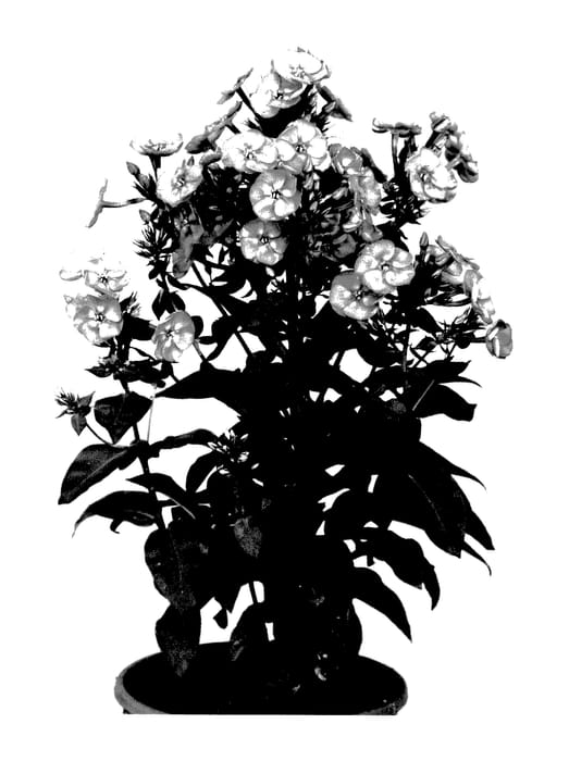 Figure 1 of US plant patent PP28128, the photograph of Smokey printed in the patent.